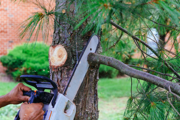 Best Tree Trimming and Pruning  in North Key Largo, FL